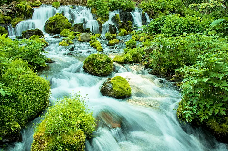 森から流れる水