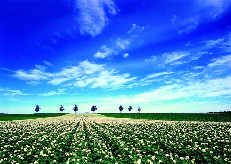 ジャガイモ畑と青空