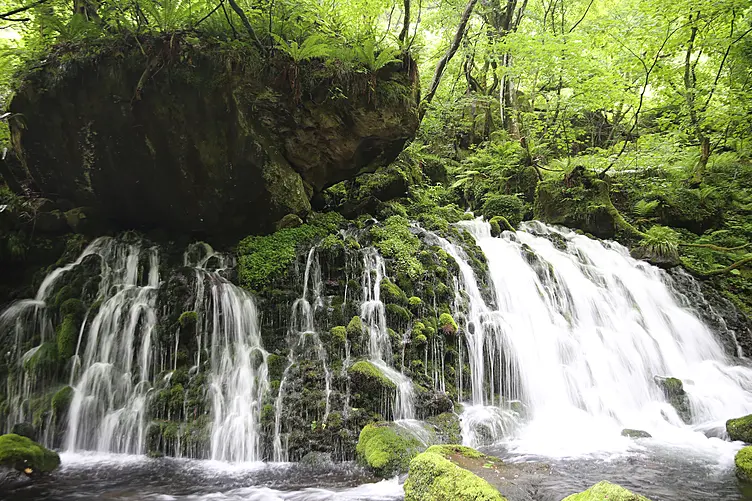 苔むした岩肌から伏流水が滝のように湧き出している