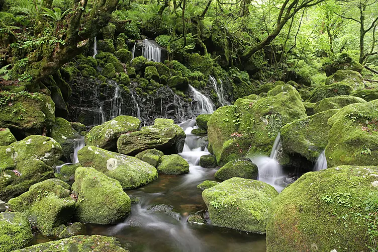 伏流水が幾筋もの線となって流れ落ちる