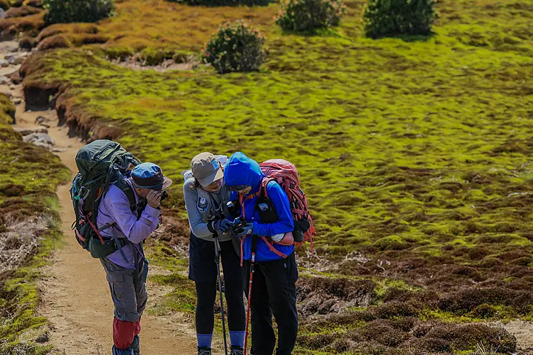 苔の絨毯とエコツアー登山者