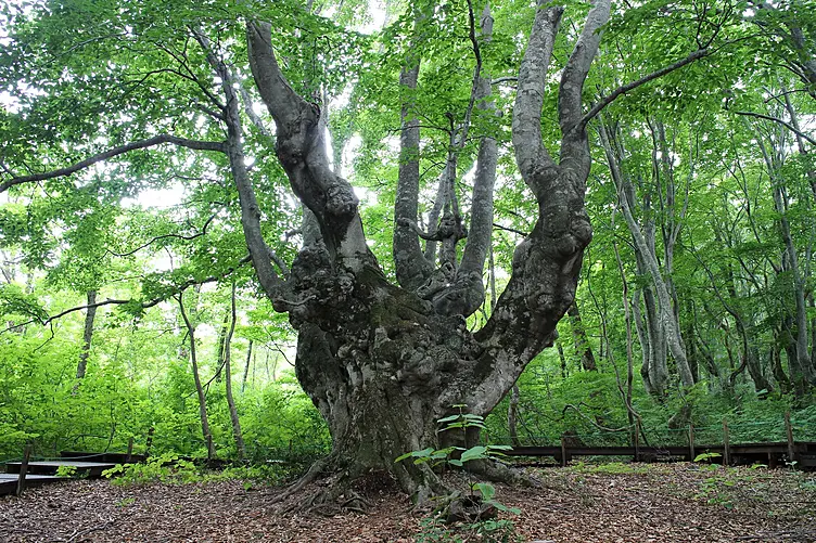 森林の中のブナの巨木