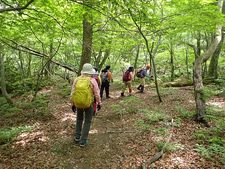 新緑の日本コバ