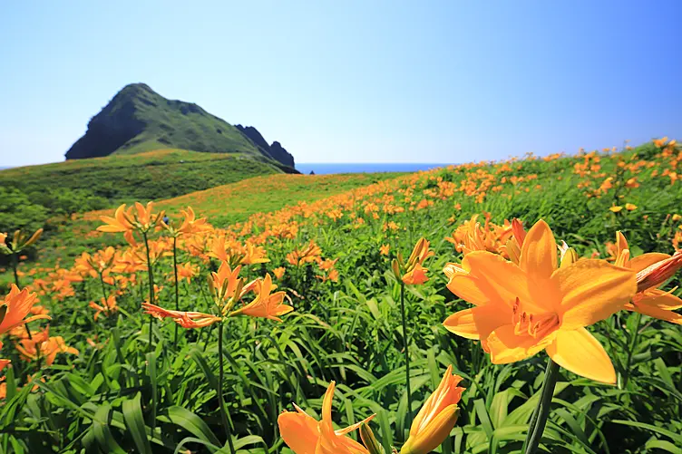 オレンジ色の花が群生する