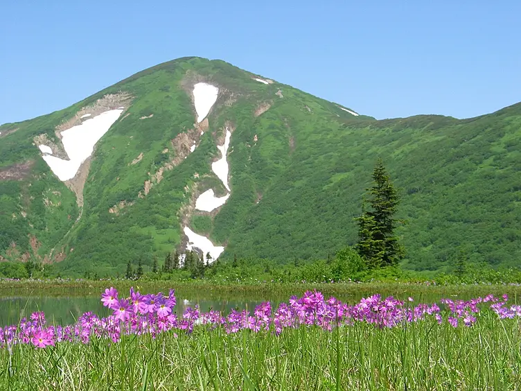 紫色の花が咲きほこる湿原と残雪の山