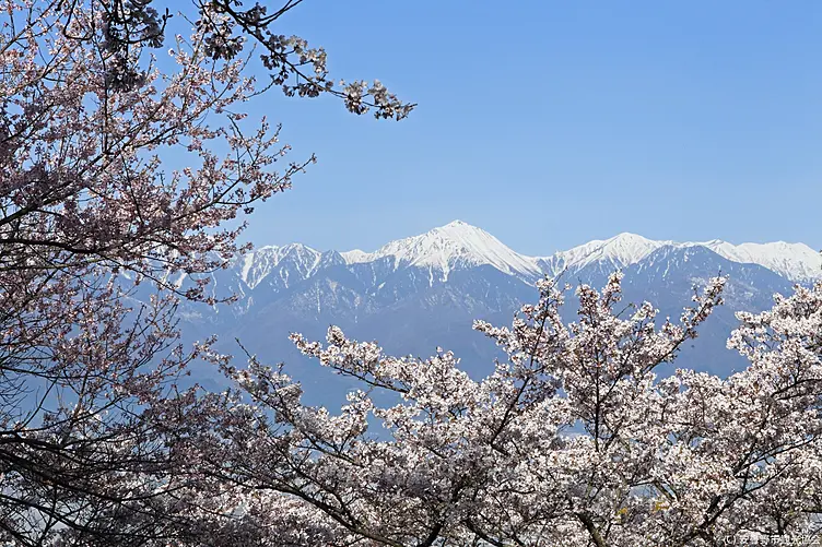 満開の桜の奥に見える北アルプス