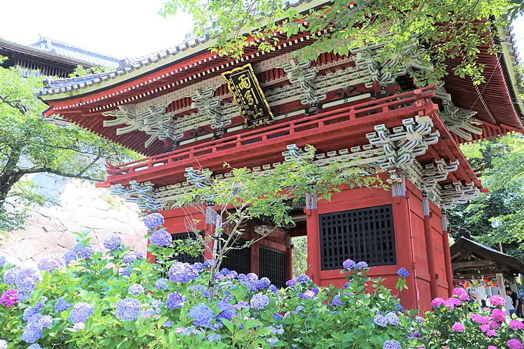 アジサイ越しに境内を望む