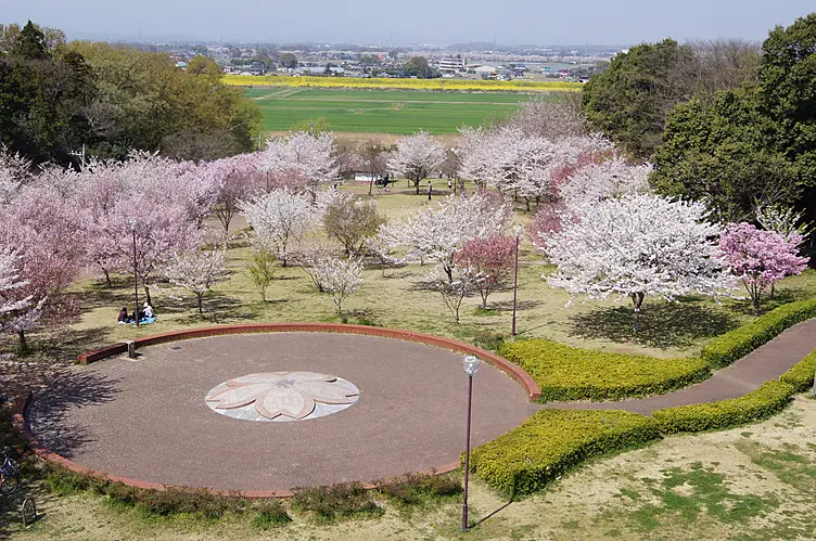 桜が満開の公園内