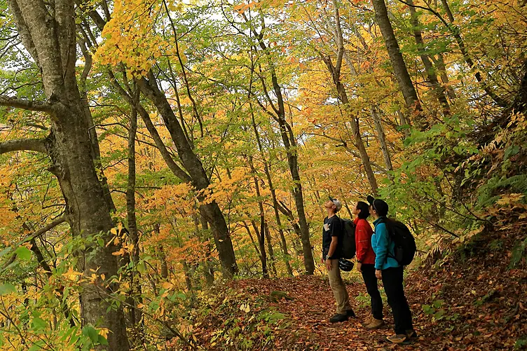 紅葉したブナ林の中をトレッキングする人