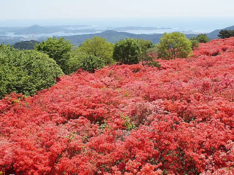 満開の赤いつつじ