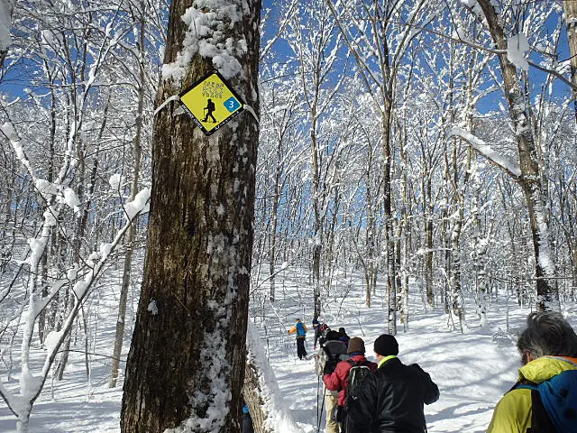 積雪のある森でスノーシューする様子