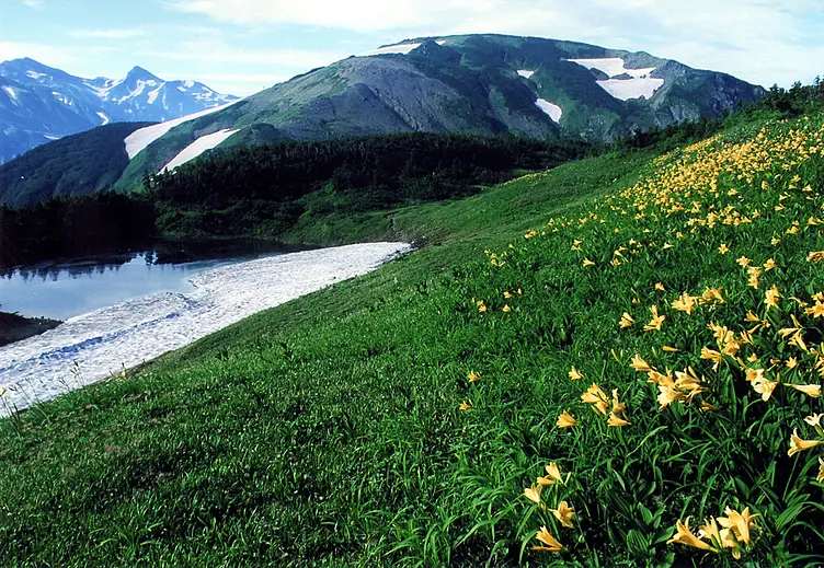 残雪と黄色いお花畑