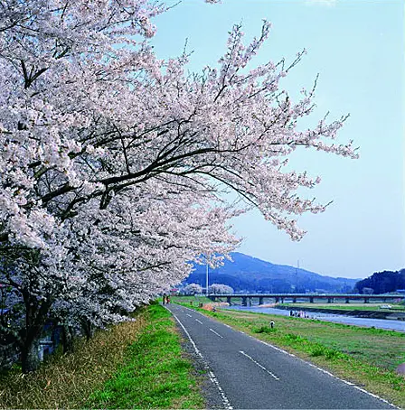 ピンク色の桜が咲き誇る河川敷