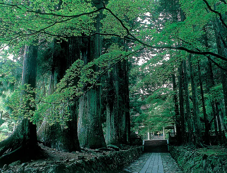 神社の参道と杉並木