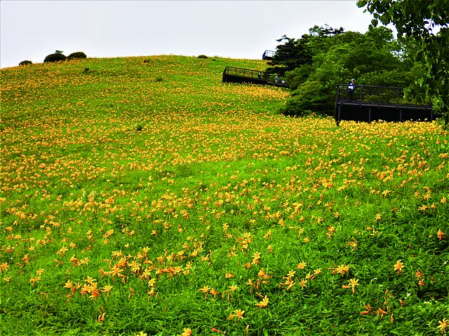 黄色い花とダイパノラマ