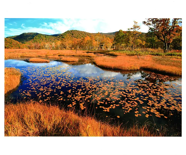 紅葉した湿原