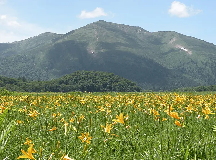 黄色い花が咲く湿原と山