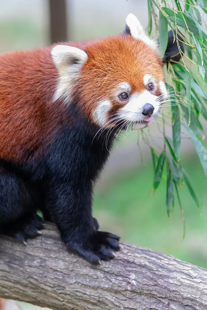 レッサーパンダ