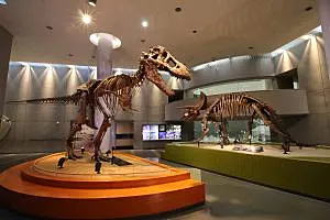 自然史博物館の恐竜の化石