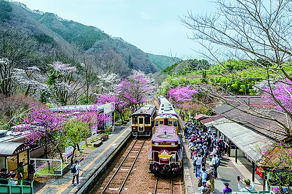 桜が咲く駅に入る列車