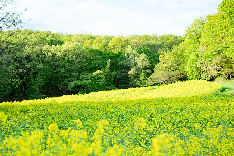 菜の花が咲く山
