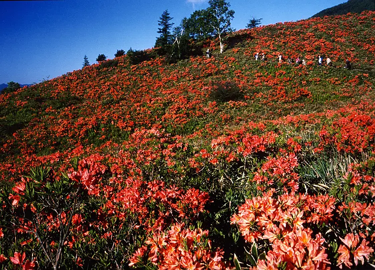 赤いツツジが咲き乱れる山の斜面