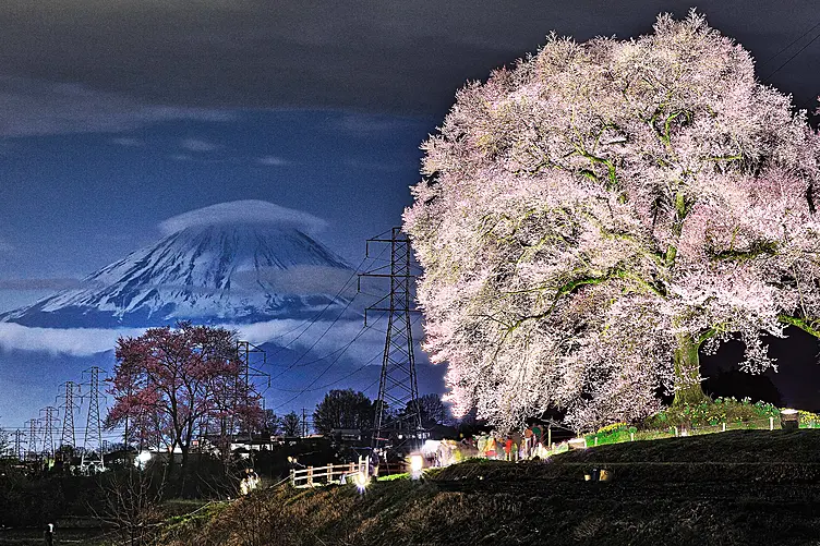 夜にライトアップされた桜と富士山