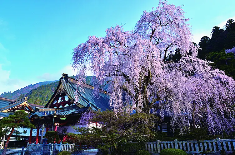 桜とお寺