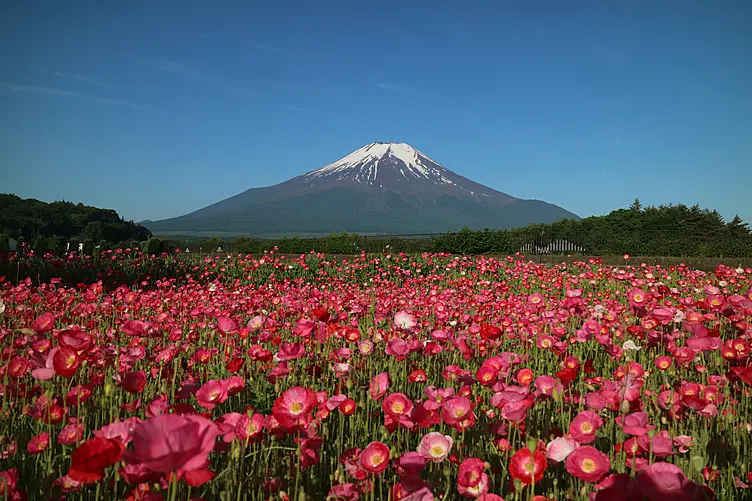 ピンクの花々と富士山
