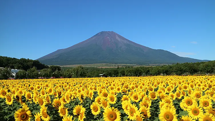 ひまわりと富士山