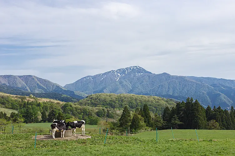 牛たちが六呂師高原で放牧されている