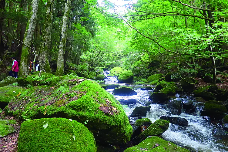 苔の美しい渓谷
