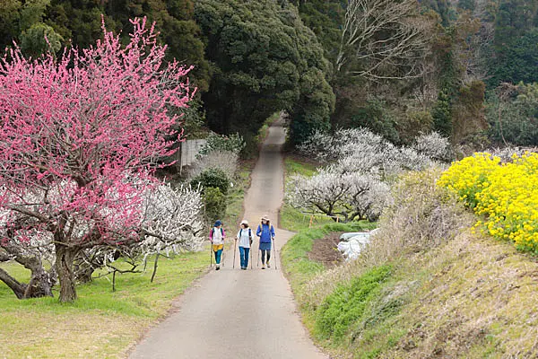梅林の中を歩く