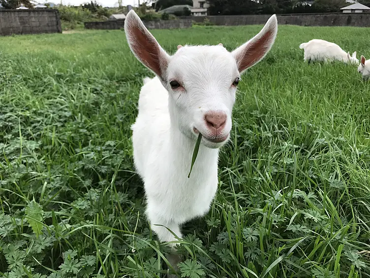 ヤギ