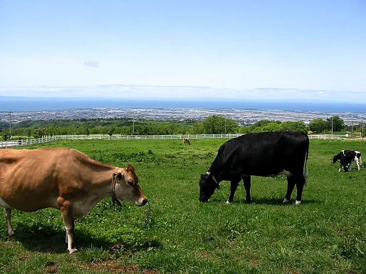 牧場と牛