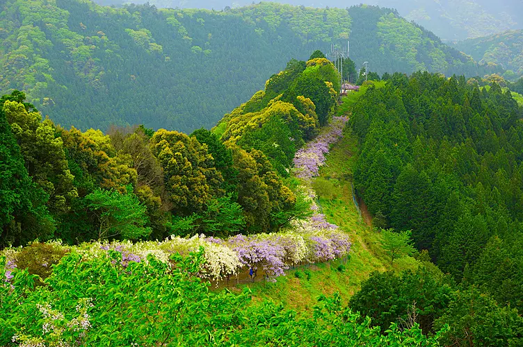 山の尾根沿いに続く藤棚