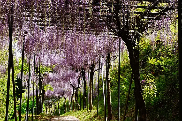 満開の藤棚の回廊
