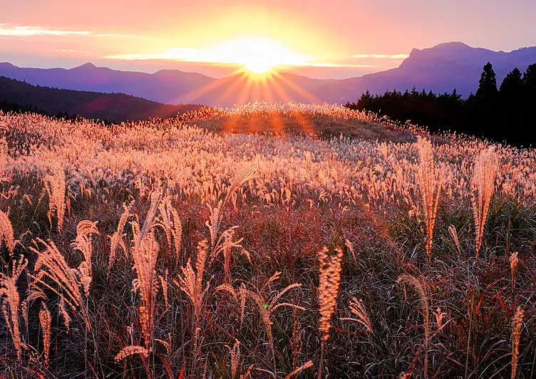 夕日と高原に広がる一面のススキ