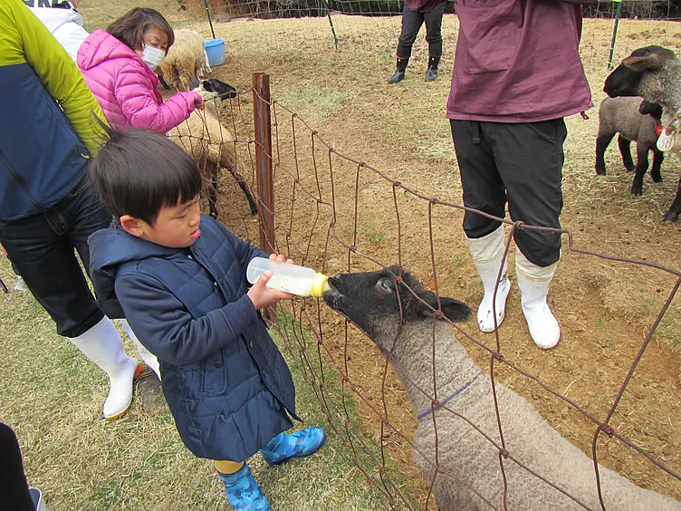子羊に哺乳瓶でミルクをあげる子ども
