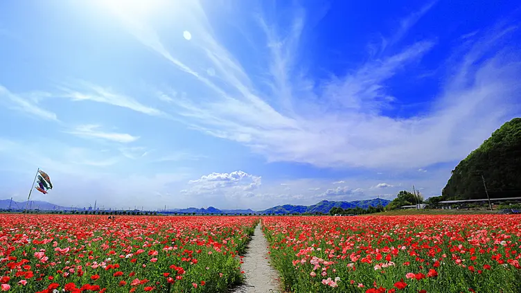 青空のなか、赤とピンクの鮮やかなコスモスが一面に広がっている