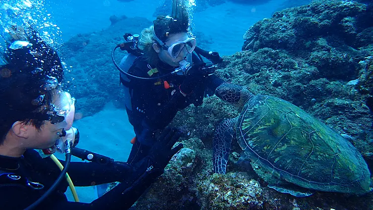 人懐っこいウミガメに出会えます