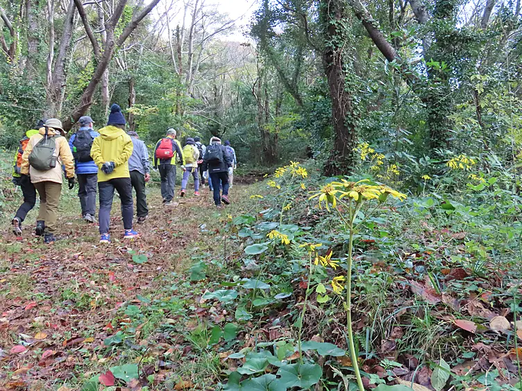 登山道には四季折々の草花が