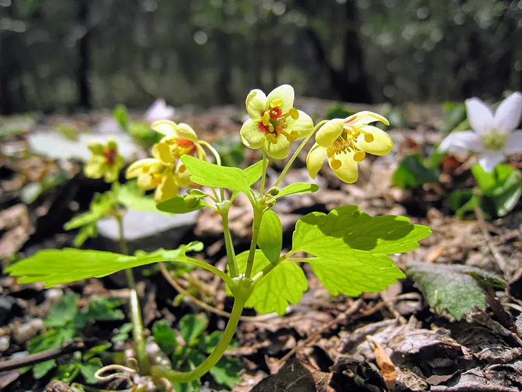 サンインシロカネソウ