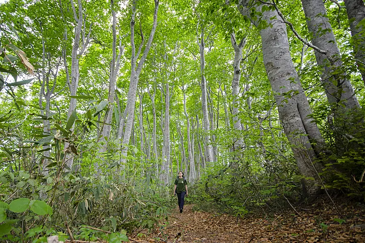 ブナの原生林を歩く