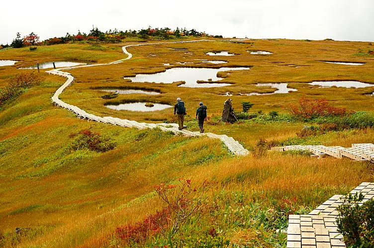 苗場山の高層湿原
