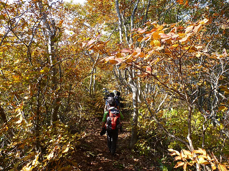 紅葉の森を歩く
