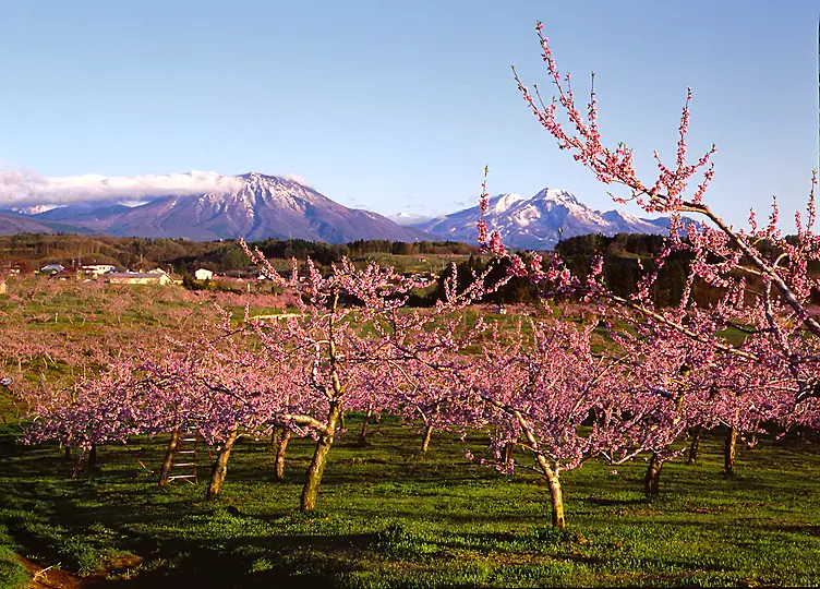 残雪の妙高、黒姫を眺める