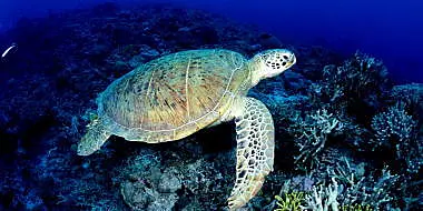 サンゴの上を泳ぐウミガメ