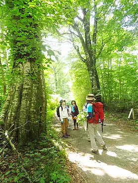 ブナの森をトレッキング