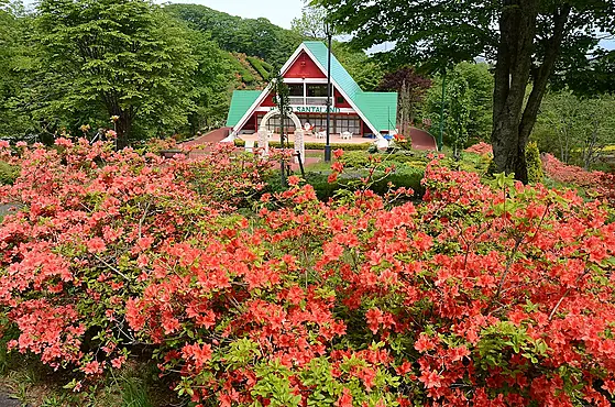 満開のつつじと緑色の屋根の建物